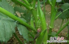 秋葵什么时候播种最好 秋葵适合什么时候播种