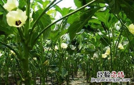 秋葵什么时候播种最好 秋葵适合什么时候播种