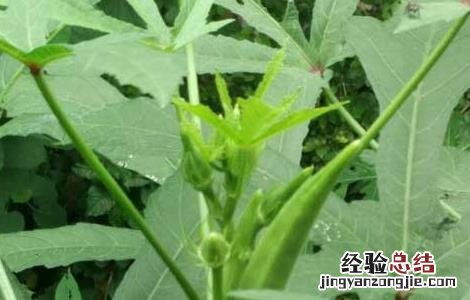 秋葵什么时候播种最好 秋葵适合什么时候播种
