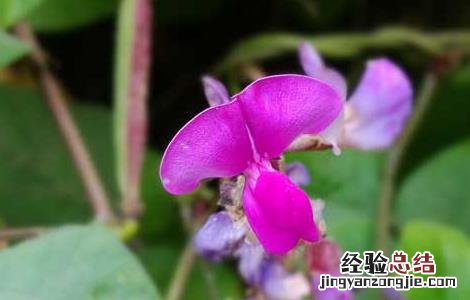 扁豆种子价格及种植方法 扁豆种子价格及种植方法