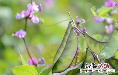 扁豆种子价格及种植方法 扁豆种子价格及种植方法