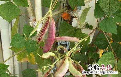 扁豆种子价格及种植方法 扁豆种子价格及种植方法