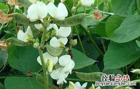 扁豆种子价格及种植方法 扁豆种子价格及种植方法