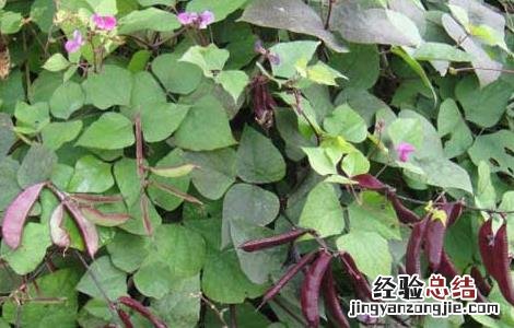 扁豆种子价格及种植方法 扁豆种子价格及种植方法