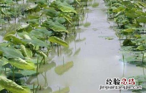 莲藕一亩地投资多少钱 种植莲藕每亩投资多少钱