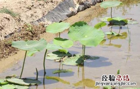 莲藕一亩地投资多少钱 种植莲藕每亩投资多少钱