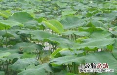 莲藕一亩地投资多少钱 种植莲藕每亩投资多少钱