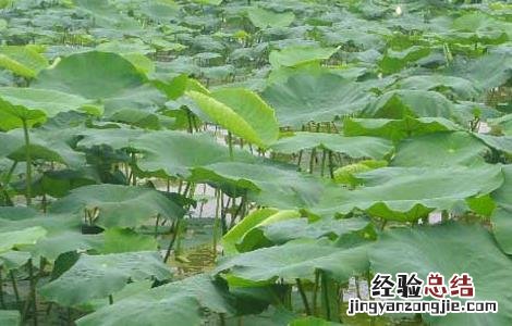 莲藕一亩地投资多少钱 种植莲藕每亩投资多少钱