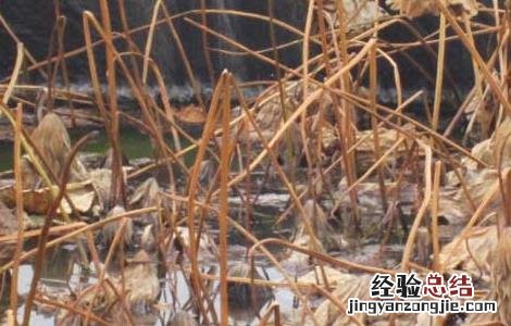 莲藕一亩地投资多少钱 种植莲藕每亩投资多少钱
