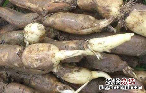 莲藕一亩地投资多少钱 种植莲藕每亩投资多少钱