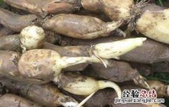 如何种植莲藕苗 莲藕种苗怎么种植