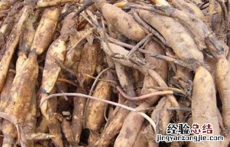 如何种植莲藕苗 莲藕种苗怎么种植