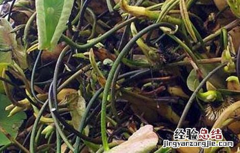 如何种植莲藕苗 莲藕种苗怎么种植
