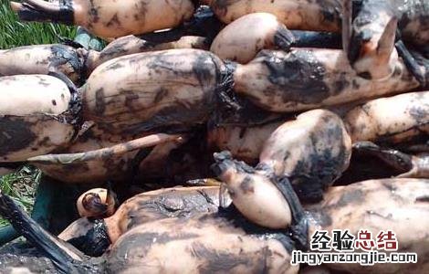 如何种植莲藕苗 莲藕种苗怎么种植