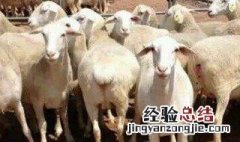 农村创业养羊有什么建议 农村创业养羊有什么建议和想法