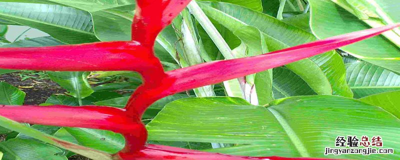 千绿源叶面肥 千绿源叶面肥厂家在哪