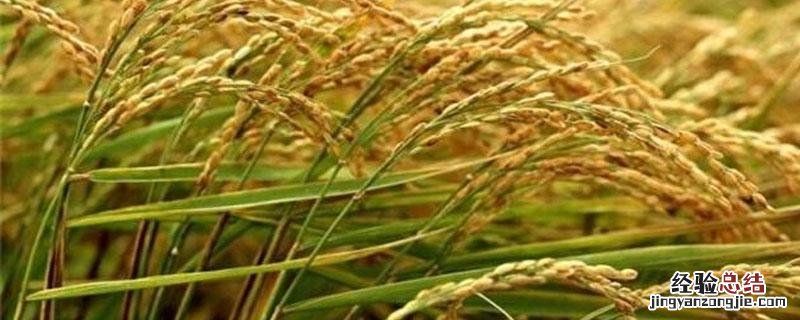 水稻僵苗用什么药 水稻僵苗黄苗用什么药