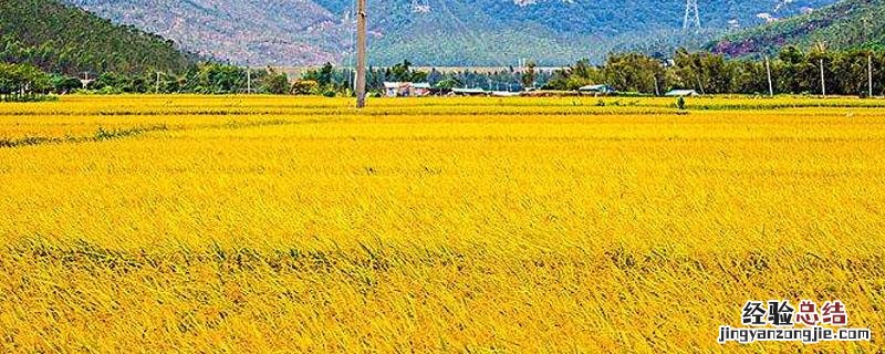 水稻钾肥什么时间施 水稻钾肥什么时候施