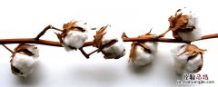 棉花蕾期管理技术要点 棉花蕾期管理措施