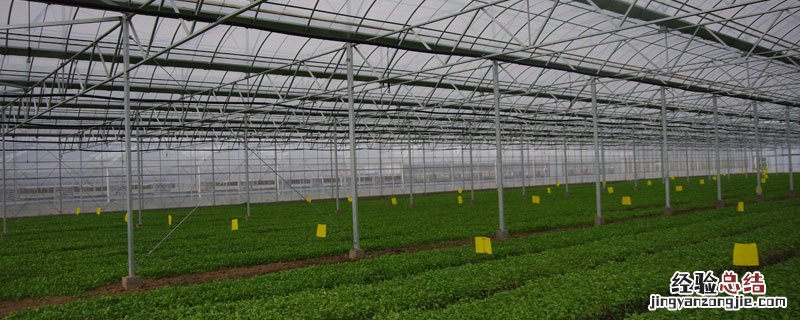 柬埔寨有大棚蔬菜种植吗 柬埔寨适合种植什么蔬菜