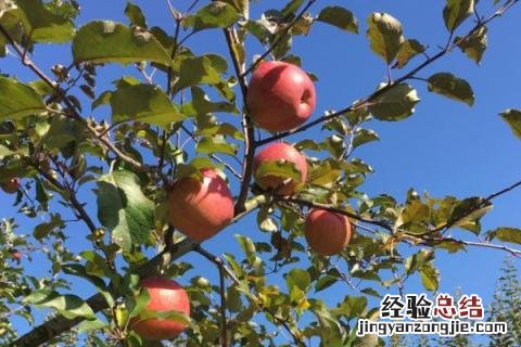 果树结果期可以施肥吗 果树结果期施什么肥