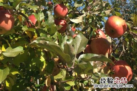 果树结果期可以施肥吗 果树结果期施什么肥