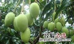 为什么青芒果可以吃 为什么青芒果那么便宜