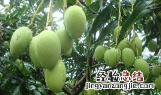 为什么青芒果可以吃 为什么青芒果那么便宜