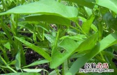 空心菜种子价格及种植方法 空心菜种子价格及种植方法视频