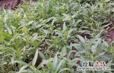 空心菜种子价格及种植方法 空心菜种子价格及种植方法视频