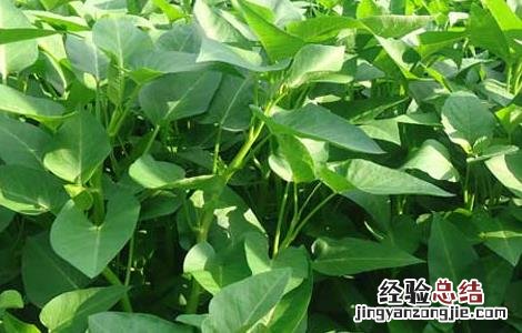 空心菜种子价格及种植方法 空心菜种子价格及种植方法视频