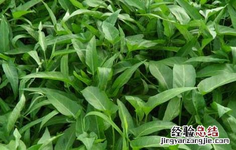 空心菜种子价格及种植方法 空心菜种子价格及种植方法视频