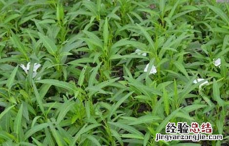 空心菜种子价格及种植方法 空心菜种子价格及种植方法视频