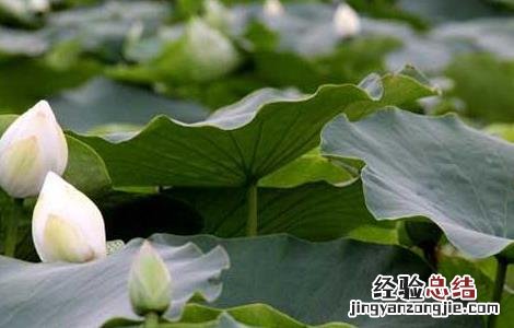 莲藕种子的种植方法 莲藕种子价格及种植方法
