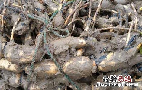 莲藕种子的种植方法 莲藕种子价格及种植方法
