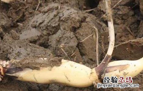 莲藕种子的种植方法 莲藕种子价格及种植方法
