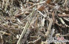 花生秧有什么用途与功效 花生秧有什么用途