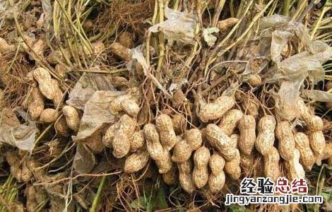 花生秧有什么用途与功效 花生秧有什么用途