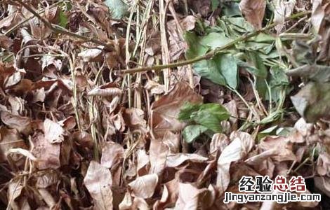 花生秧有什么用途与功效 花生秧有什么用途