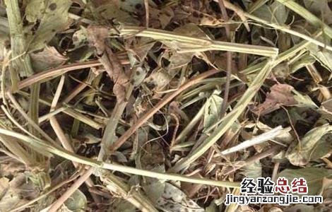 花生秧有什么用途与功效 花生秧有什么用途