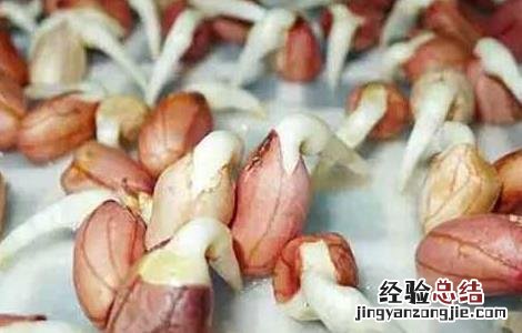 花生芽苗菜的种植方法技巧集锦 花生芽苗菜的种植方法