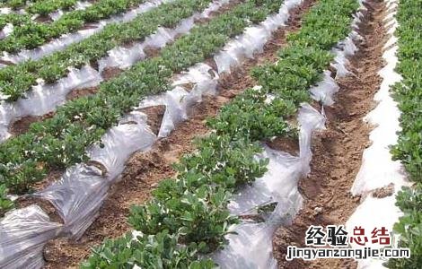 种植花生用什么肥料好 种植花生用什么肥最好