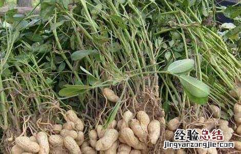 种植花生用什么肥料好 种植花生用什么肥最好