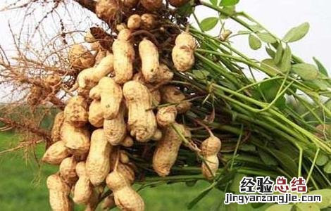 种植花生用什么肥料好 种植花生用什么肥最好