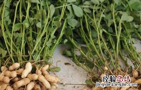 种植花生用什么肥料好 种植花生用什么肥最好