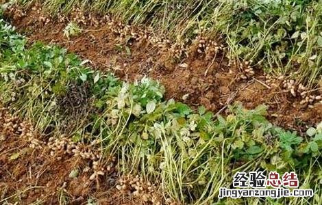 花生高产叶面肥哪种好些 花生高产叶面肥哪种好