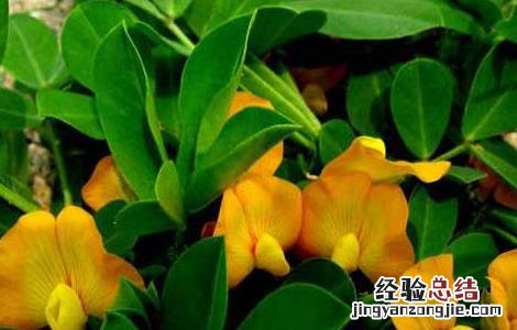 花生高产叶面肥哪种好些 花生高产叶面肥哪种好
