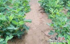 花生高产叶面肥哪种好些 花生高产叶面肥哪种好