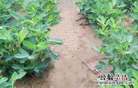 花生高产叶面肥哪种好些 花生高产叶面肥哪种好