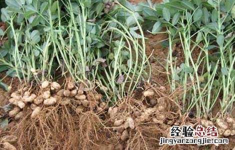 花生高产叶面肥哪种好些 花生高产叶面肥哪种好